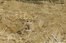 Souris des sables - Désert du Thar - Inde